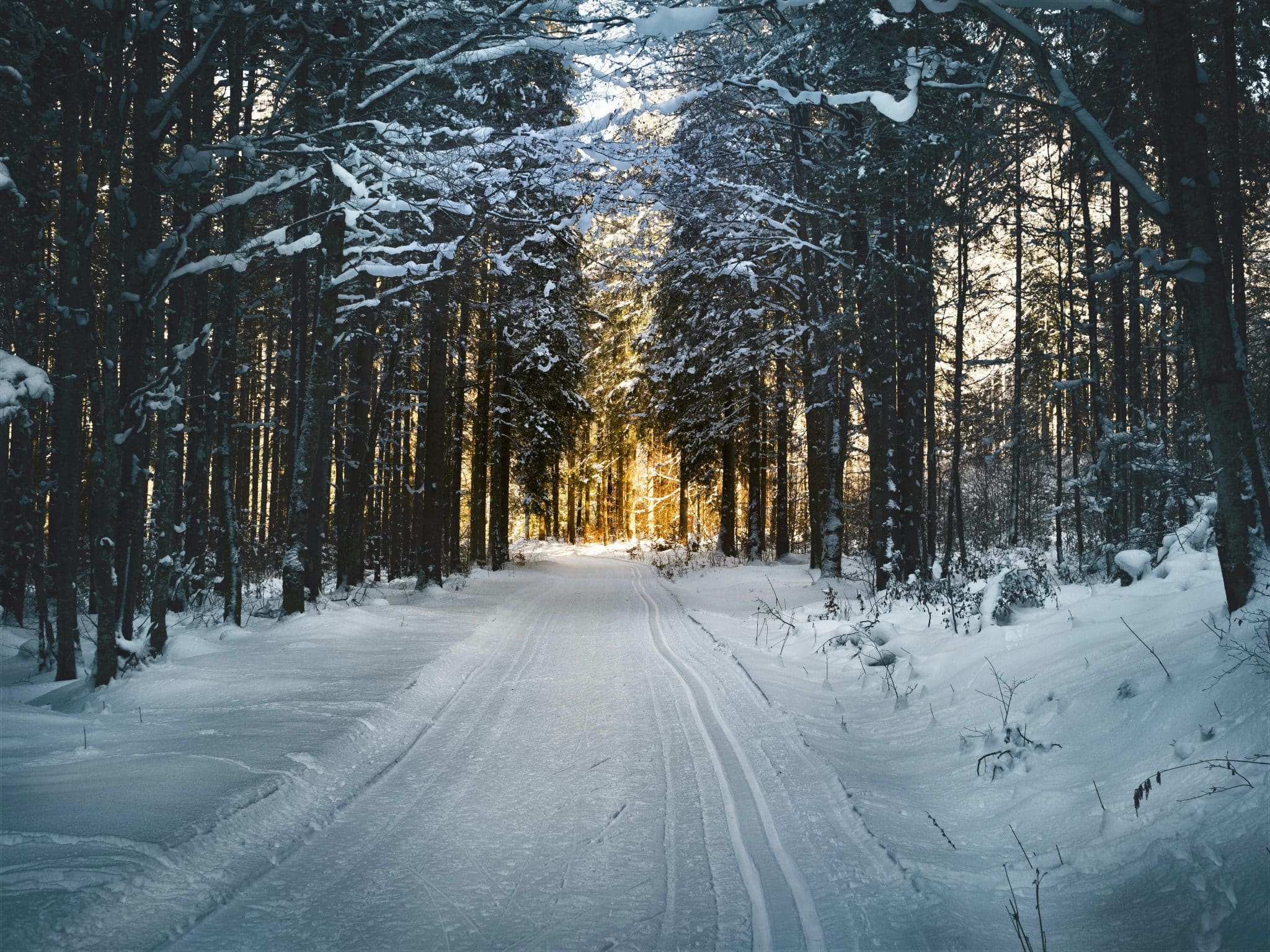 a tree covered in snow